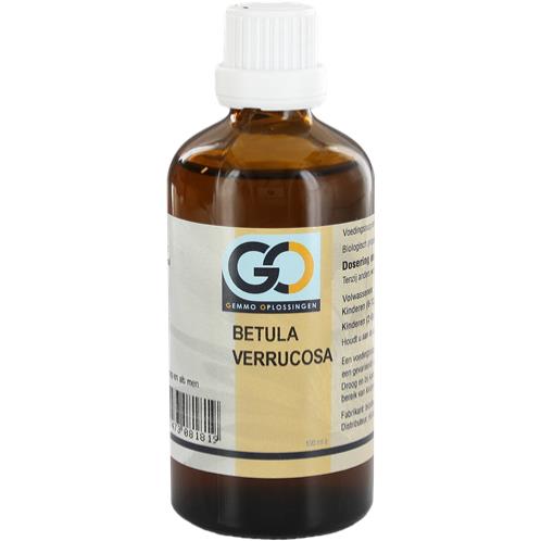 GO Betula verrucosa afbeelding